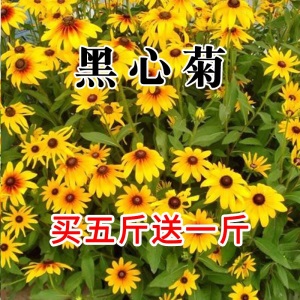 花卉种子花籽四季种易活格桑花波斯菊花草百日草野花组合开花不断室外鲜花盆栽种植庭院室内四季花多年生槿歌