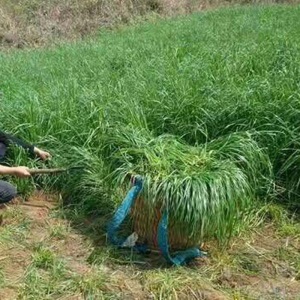 黑麦草种子四季易种多年生冬牧70黑麦草种牧草草籽南方北方养殖鸡鸭鹅猪牛羊鱼兔喂养耐寒耐旱进口牧草种籽