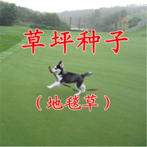 草坪种子黑麦草狗牙根高羊茅早熟禾美国四季青草籽护坡绿化庭院别墅家庭耐寒百莫大兰引三号美国优异草籽