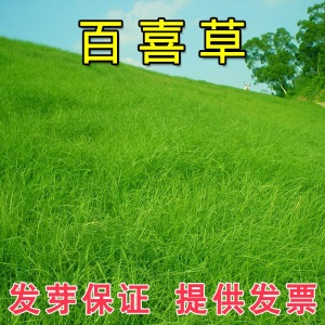 草坪种子草籽护坡草种狗牙根四季青高羊茅果岭草披碱草绿化多年生黑麦草别墅耐寒旱耐践踏不修剪四季常青