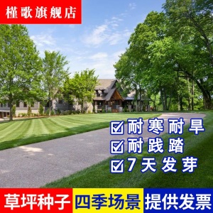 草坪种子草皮草籽四季青狗牙根护坡绿化草籽黑麦草种子庭院美国四季青耐寒四季长青剪股颖免修剪庭院专用槿歌