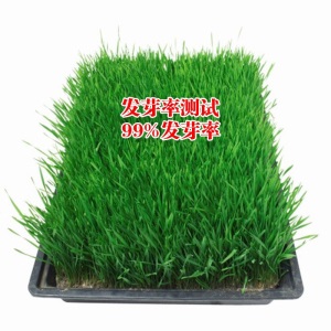 风中劲草草坪种子草籽绿化草坪草籽庭院小区别墅道路矮生草皮种子耐践踏免修剪护坡固土草种多年生耐寒