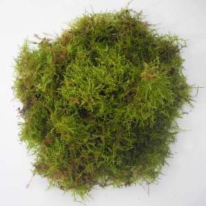 青苔苔藓植物兰花花盆表面苔微景观绿植大灰藓盆栽装饰铺面草 青苔