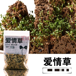 假山造景草籽草种子上水石吸水石盆景草植物珍珠草盆栽微景观小草