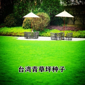 草坪种子四季青绿化护坡草籽草种四季常青狗牙根黑麦草高羊茅草籽波斯菊种子百日草种子