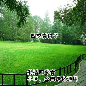 草坪种子四季青绿化护坡草籽草种四季常青狗牙根黑麦草高羊茅草籽波斯菊种子百日草种子