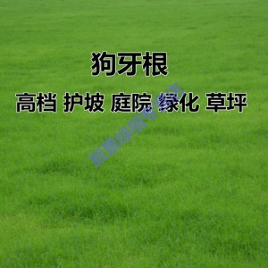 美国进口草坪种子 狗牙根草籽矮生百慕大草坪草籽 耐践踏修剪