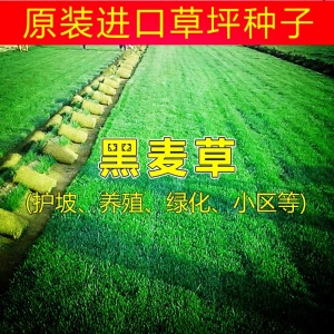 进口绿化草坪种子四季常青狗牙根黑麦草百慕大高羊茅庭院护坡草籽
