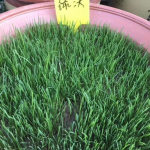 两小千岁 草坪种子黑麦草美国四季青狗牙根护坡固土草种庭院绿化草籽