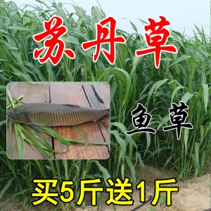 进口牧草种子四季多年生黑麦草紫花苜蓿草籽菊苣草种墨西哥玉米草种子抗旱高产喂养鸡鸭鹅猪牛羊鱼兔种籽