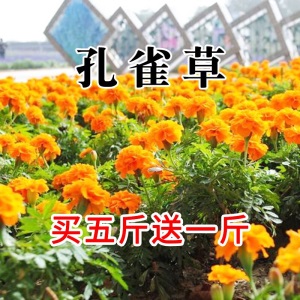花卉种子花籽四季种易活格桑花波斯菊花草百日草野花组合开花不断室外鲜花盆栽种植庭院室内四季花多年生槿歌