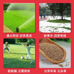 两小千岁 草籽草坪种子四季青庭院耐旱耐踩黑麦草狗牙根草子种护坡绿化种子 进口剪股颖A1-A4净籽/斤