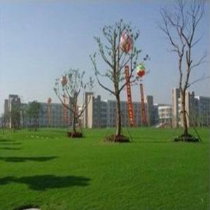 草坪种子四季长青免修剪马尼拉黑麦草庭院草皮草籽狗牙根护坡绿化