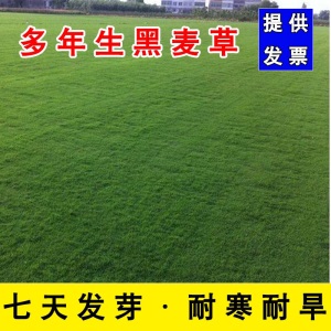 草坪种子草籽护坡草种狗牙根四季青草籽高羊茅黑麦果岭草披碱草球场别墅庭院护坡耐寒旱耐践踏不修剪四季常青