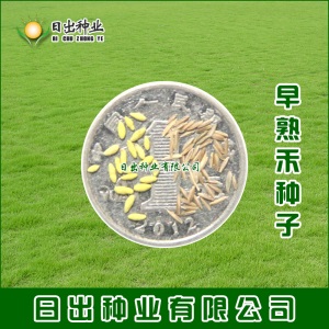 早熟禾种子 进口草坪 四季常青 运动场 护坡 牧草 高纯度高芽率