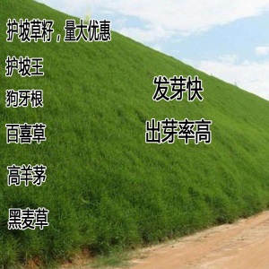 进口绿化草坪种子四季常青狗牙根黑麦草百慕大高羊茅庭院护坡草籽
