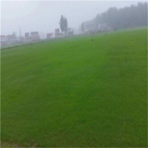 梦里丹四季青草坪地毯狗牙根草坪草坪种子矮生果岭草籽 百慕大(小区绿化)1斤