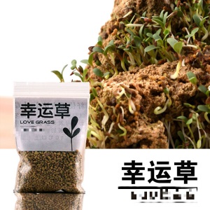 假山造景草籽草种子上水石吸水石盆景草植物珍珠草盆栽微景观小草