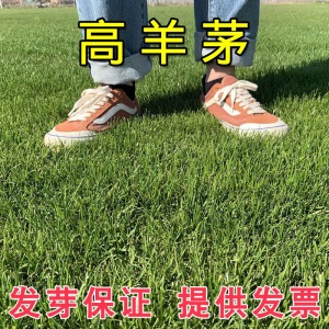 草坪种子草籽护坡草种狗牙根四季青高羊茅果岭草披碱草绿化多年生黑麦草别墅耐寒旱耐践踏不修剪四季常青