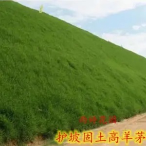 梦里丹进口草坪草籽种子护坡草种四季常青庭院绿化三叶草草籽黑麦草绿化 进口【黑麦草】一斤