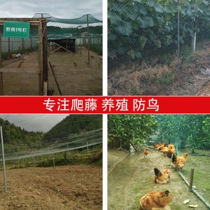 家禽养殖网养鸡网尼龙网拦鸡围网防鸟网护栏网球场网爬藤网瓜蒌爬藤网百香果爬藤网