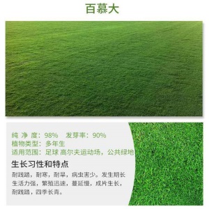 两小千岁 草籽草坪种子四季青庭院耐旱耐踩黑麦草狗牙根草子种护坡绿化种子 进口剪股颖A1-A4净籽/斤