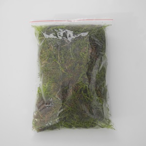 青苔苔藓植物兰花花盆表面苔微景观绿植大灰藓盆栽装饰铺面草 青苔