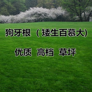 美国进口草坪种子 狗牙根草籽矮生百慕大草坪草籽 耐践踏修剪
