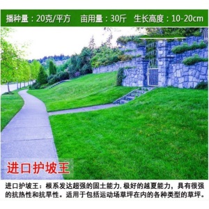 （正常发货） 进口草坪种子护坡草籽绿化狗牙根黑麦草皮马尼拉高羊茅四季青庭院 四季草坪种子护坡草坪种子