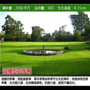 （正常发货） 进口草坪种子护坡草籽绿化狗牙根黑麦草皮马尼拉高羊茅四季青庭院 四季草坪种子护坡草坪种子