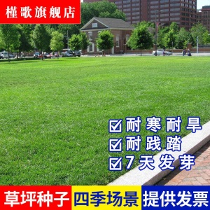 草坪种子草皮草籽四季青狗牙根护坡绿化草籽黑麦草种子庭院美国四季青耐寒四季长青剪股颖免修剪庭院专用槿歌