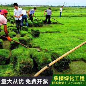 天优农资 真草坪草皮带泥土四季青耐寒别墅庭院绿化带土果岭草皮马尼拉