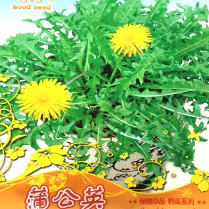 一播大地 正常发货【2020年 新种子 蒲公英】蒲公英种子 婆婆丁种子 蒲公英种子