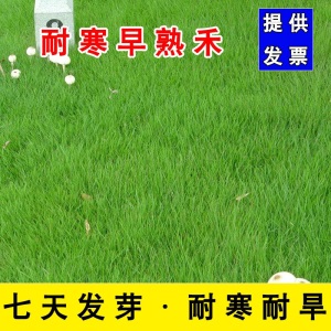 草坪种子草籽护坡草种狗牙根四季青草籽高羊茅黑麦果岭草披碱草球场别墅庭院护坡耐寒旱耐践踏不修剪四季常青