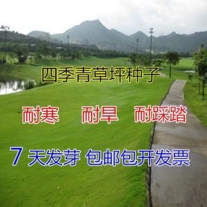 梦里丹四季青草坪地毯狗牙根草坪草坪种子矮生果岭草籽 百慕大(小区绿化)1斤