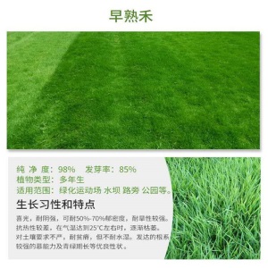 两小千岁 草籽草坪种子四季青庭院耐旱耐踩黑麦草狗牙根草子种护坡绿化种子 进口剪股颖A1-A4净籽/斤