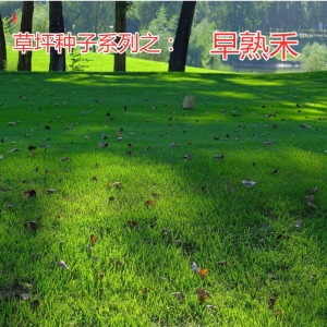 进口草坪种子护坡固土草籽四季常青狗牙根马尼拉黑麦草高羊茅种子免修剪耐践踏矮生百慕大草种子籽