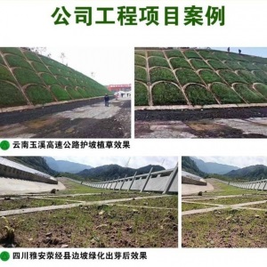 两小千岁 草坪种子黑麦草美国四季青狗牙根护坡固土草种庭院绿化草籽