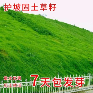 进口草坪种子护坡固土草籽四季常青狗牙根马尼拉黑麦草高羊茅种子免修剪耐践踏矮生百慕大草种子籽