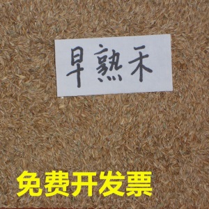 风中劲草草坪种子草籽绿化草坪草籽庭院小区别墅道路矮生草皮种子耐践踏免修剪护坡固土草种多年生耐寒
