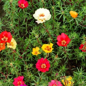朴享 16种草花花卉种子四季播种花期长春夏秋冬室内阳台盆栽庭院景观花卉种籽花种子