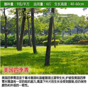 草坪种子四季青耐寒免修剪黑麦草庭院别墅草皮草籽狗牙根护坡绿化