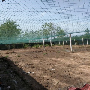 家禽养殖网养鸡网尼龙网拦鸡围网防鸟网护栏网球场网爬藤网瓜蒌爬藤网百香果爬藤网