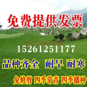 草坪种子四季青绿化护坡草籽草种四季常青狗牙根黑麦草高羊茅草籽波斯菊种子百日草种子