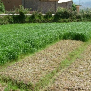 黑麦草种子四季易种多年生冬牧70黑麦草种牧草草籽南方北方养殖鸡鸭鹅猪牛羊鱼兔喂养耐寒耐旱进口牧草种籽