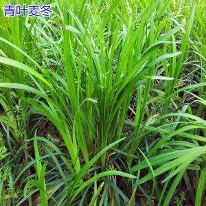 日本玉龙草矮麦冬草坪庭院别墅草平植物四季常青园林绿化麦冬草苗金边麦冬细叶麦冬 麦冬草种子一斤