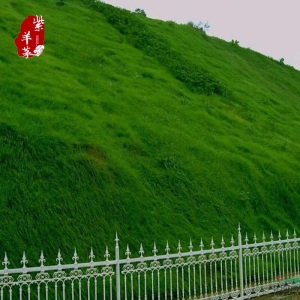 一播大地 草坪种子四季青草坪籽 草籽耐践踏 耐高温 耐寒草种子 矮生草坪种子 护坡种子