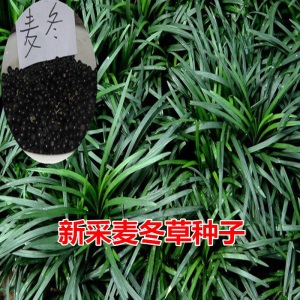 日本玉龙草矮麦冬草坪庭院别墅草平植物四季常青园林绿化麦冬草苗金边麦冬细叶麦冬 麦冬草种子一斤
