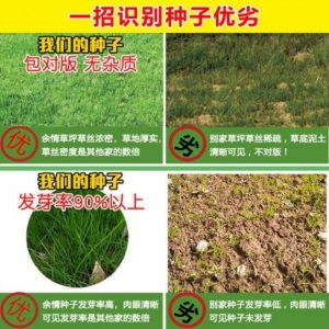 两小千岁 草坪种子黑麦草美国四季青狗牙根护坡固土草种庭院绿化草籽