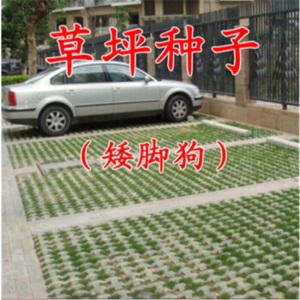 草坪种子黑麦草狗牙根高羊茅早熟禾美国四季青草籽护坡绿化庭院别墅家庭耐寒百莫大兰引三号美国优异草籽